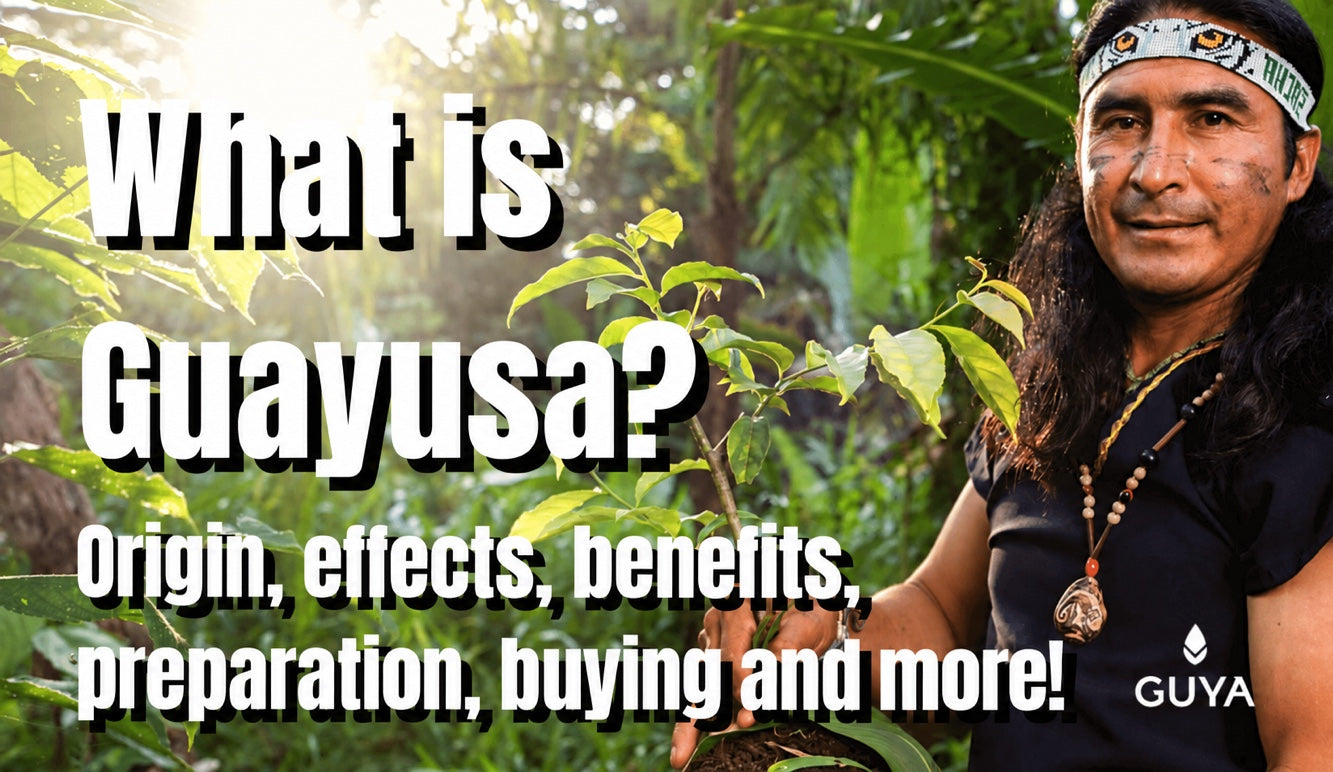 What is Guayusa tea? Effects, benefits, preparation and where to buy